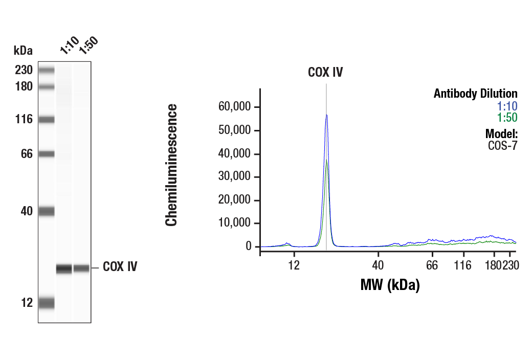 undefined Image 46: Electron Transport Chain (Complex II, III, IV) Antibody Sampler Kit