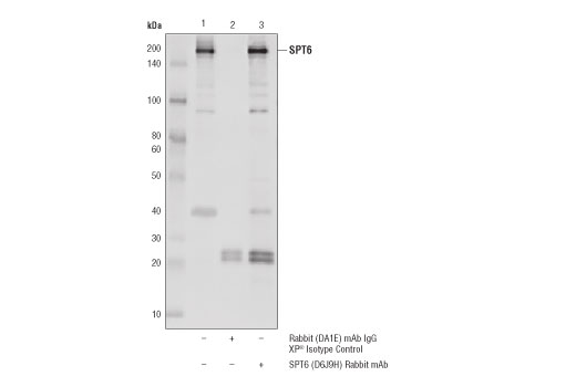 Immunoprecipitation Image 1: SPT6 (D6J9H) Rabbit Monoclonal Antibody