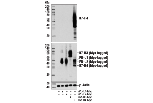 Western Blotting Image 2: B7-H4 (D1M8I) Rabbit Monoclonal Antibody (BSA and Azide Free)
