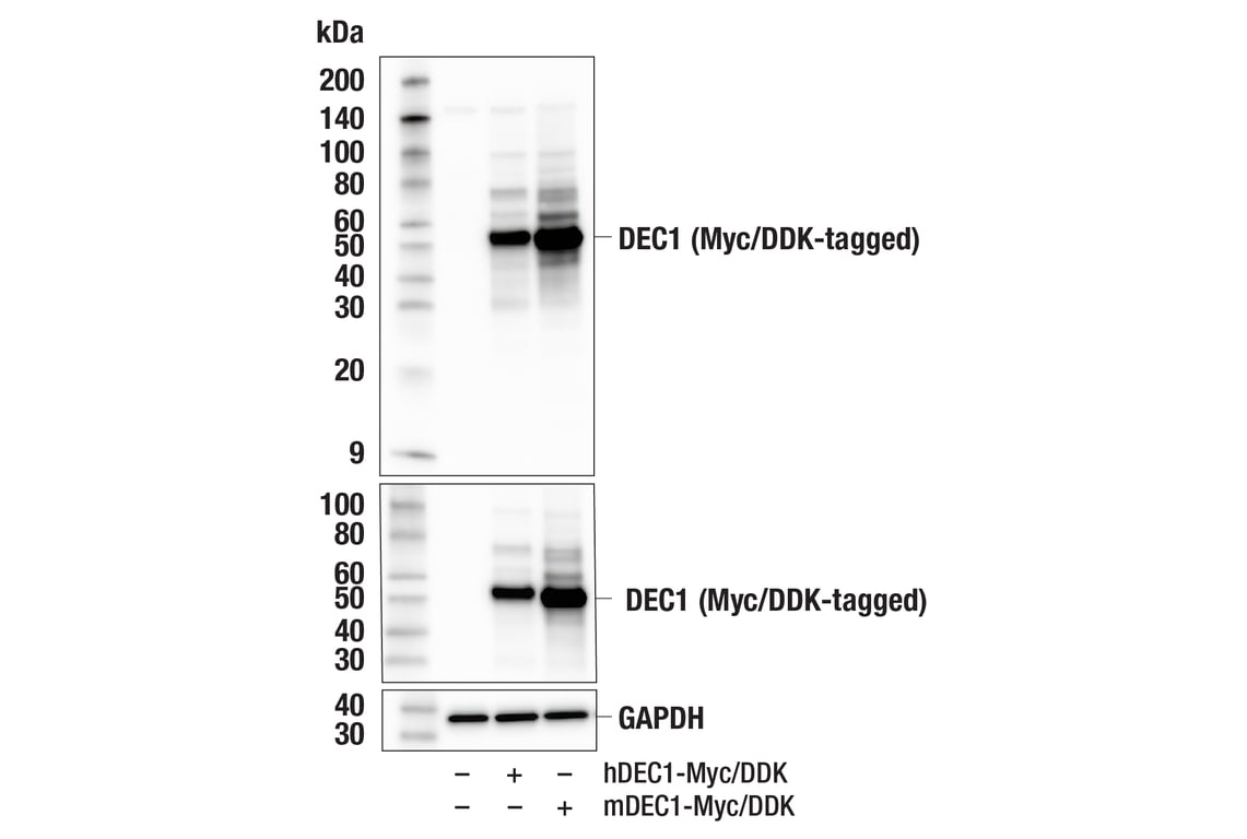 Western Blotting Image 2: BHLHE40/DEC1 (E6T3E) Rabbit Monoclonal Antibody