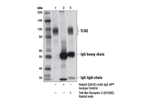 undefined Image 16: Toll-like Receptor Antibody Sampler Kit II