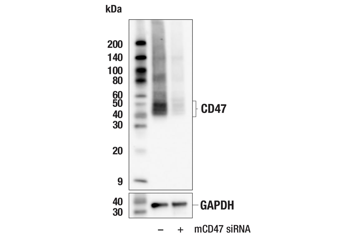 Western Blotting Image 2: CD47 (E2V9V) Rabbit Monoclonal Antibody (BSA and Azide Free)