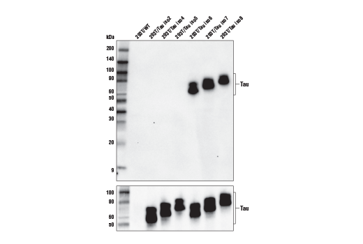 Western Blotting Image 2: Tau 4R Antibody