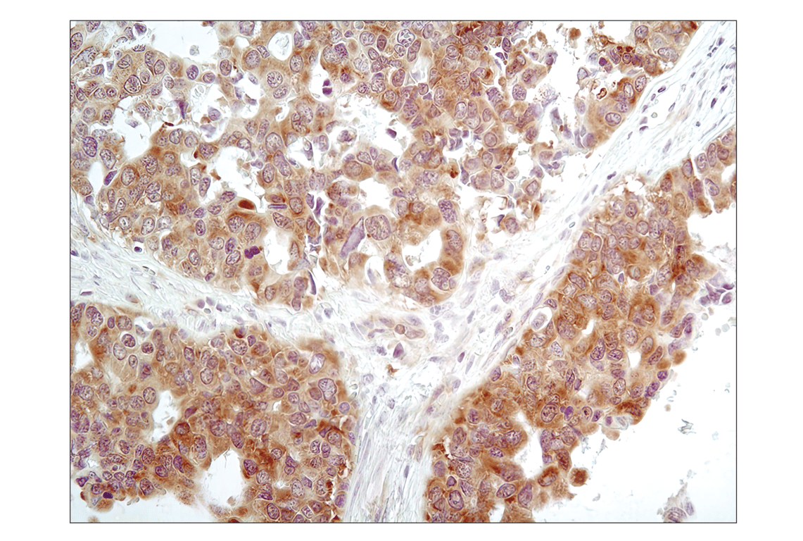 Immunohistochemistry Image 2: Phospho-eIF2α (Ser51) (D9G8) XP<sup>®</sup> Rabbit mAb (BSA and Azide Free)