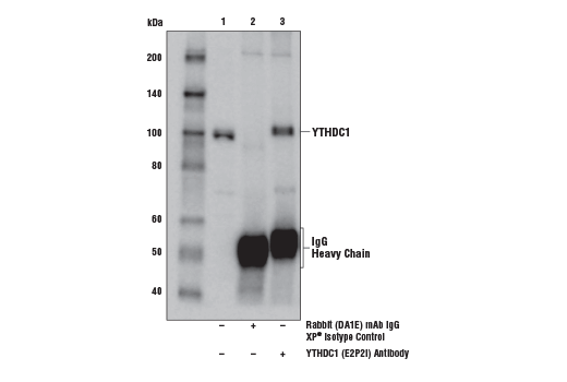 Immunoprecipitation Image 1: YTHDC1 (E2P2I) Rabbit Monoclonal Antibody
