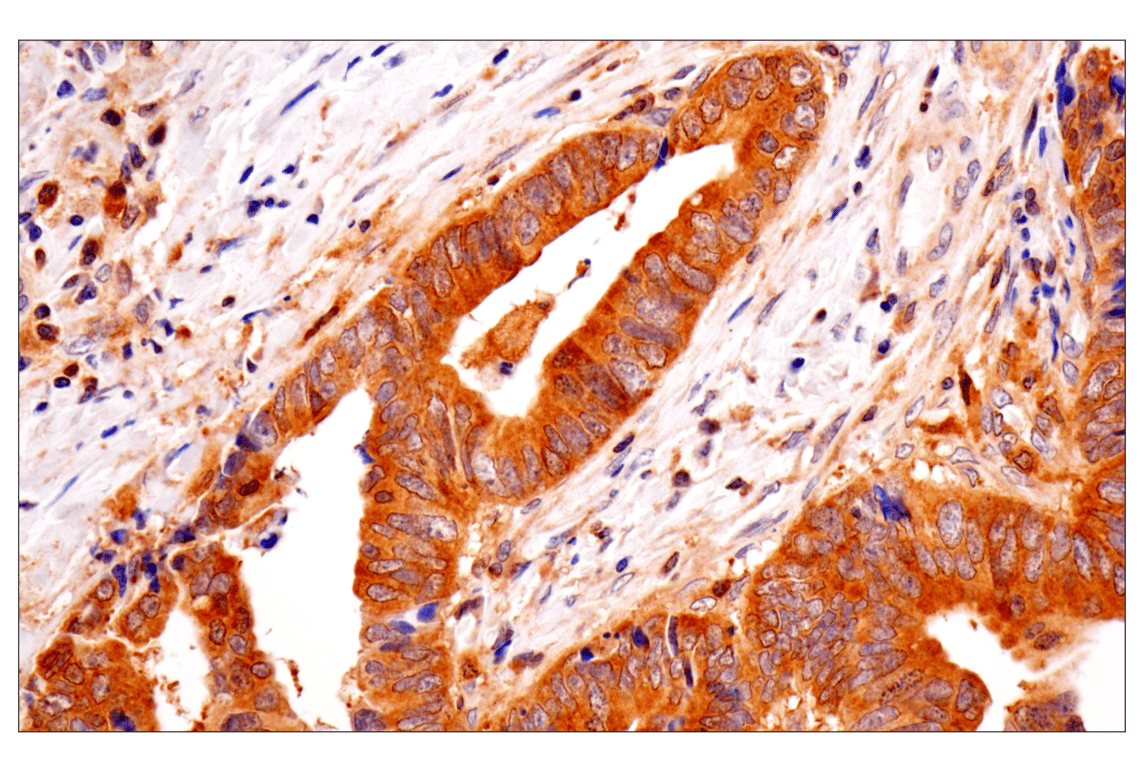 Immunohistochemistry Image 1: TRIM21 (D1O1D) Rabbit Monoclonal Antibody