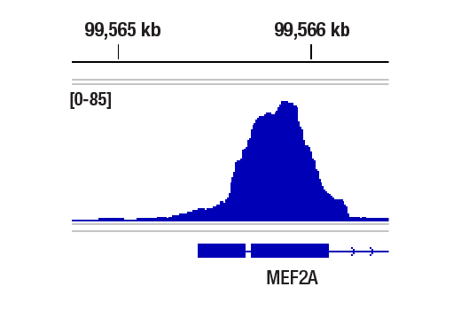 Chromatin Immunoprecipitation Image 1: NRF1 (D9K6P) Rabbit Monoclonal Antibody