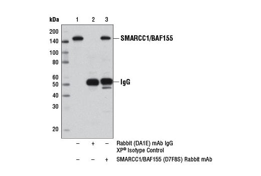 Immunoprecipitation Image 1: SMARCC1/BAF155 (D7F8S) Rabbit Monoclonal Antibody