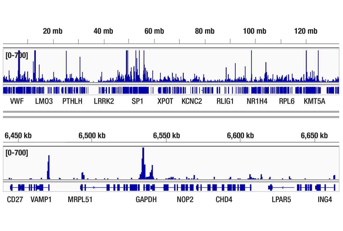 CUT & Tag Image 2: TBP (D5G7Y) Rabbit Monoclonal Antibody