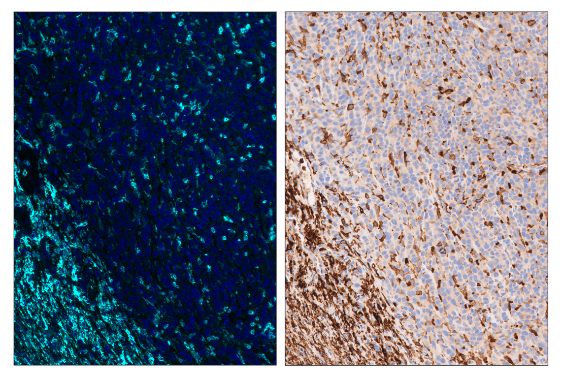 Immunohistochemistry Image 6: F4/80 (D2S9R) & CO-0042-488 SignalStar<sup>™</sup> Oligo-Antibody Pair