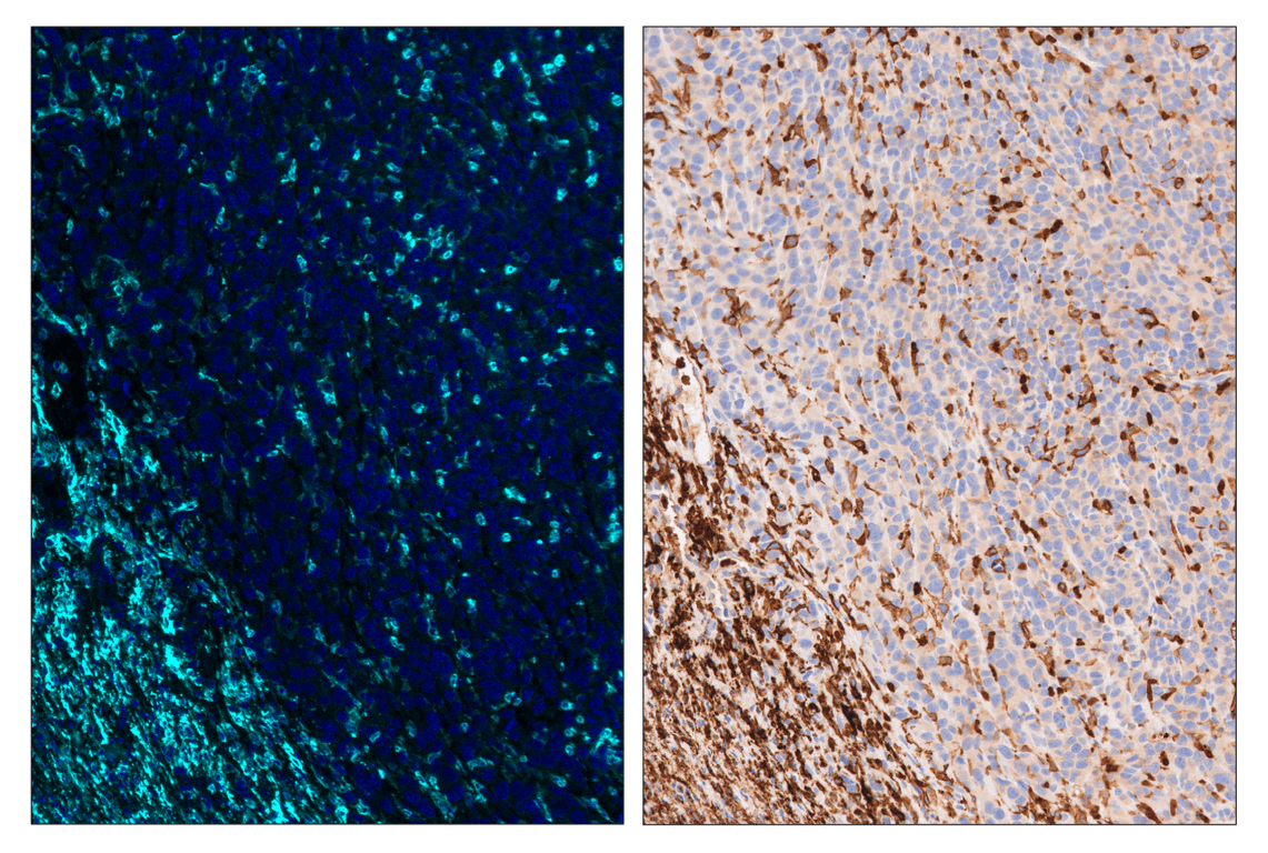 Immunohistochemistry Image 6: F4/80 (D2S9R) & CO-0042-594 SignalStar<sup>™</sup> Oligo-Antibody Pair