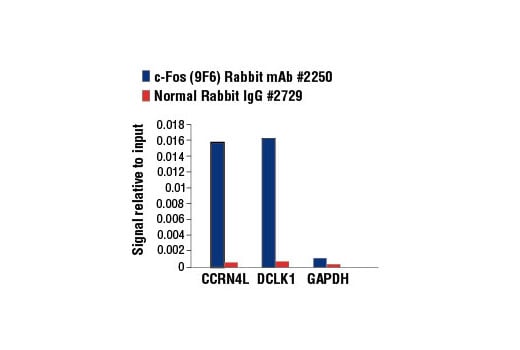 Chromatin Immunoprecipitation Image 1: c-Fos (9F6) Rabbit Monoclonal Antibody