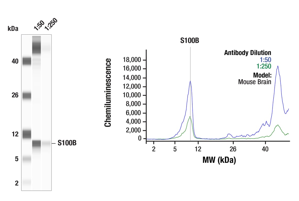 Western Blotting Image 1: S100B (D10G6) Rabbit Monoclonal Antibody