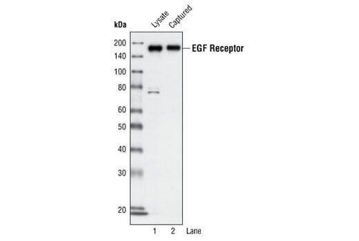 ELISA Image 3: PathScan<sup>®</sup> Total EGF Receptor Sandwich ELISA Kit