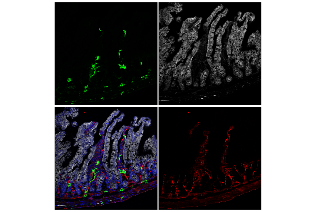 Immunofluorescence Image 2: LYVE-1 (E3L3V) Rabbit Monoclonal Antibody