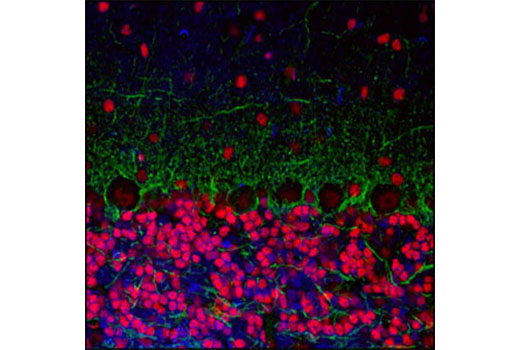 Immunofluorescence Image 1: CREB (48H2) Rabbit Monoclonal Antibody (BSA and Azide Free)