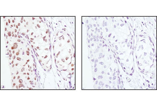 Immunohistochemistry Image 1: PA28 gamma Antibody
