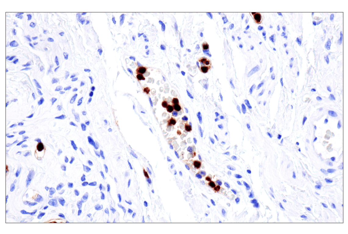 Immunohistochemistry Image 4: CD177 (F9O5U) Rabbit Monoclonal Antibody (BSA and Azide Free)