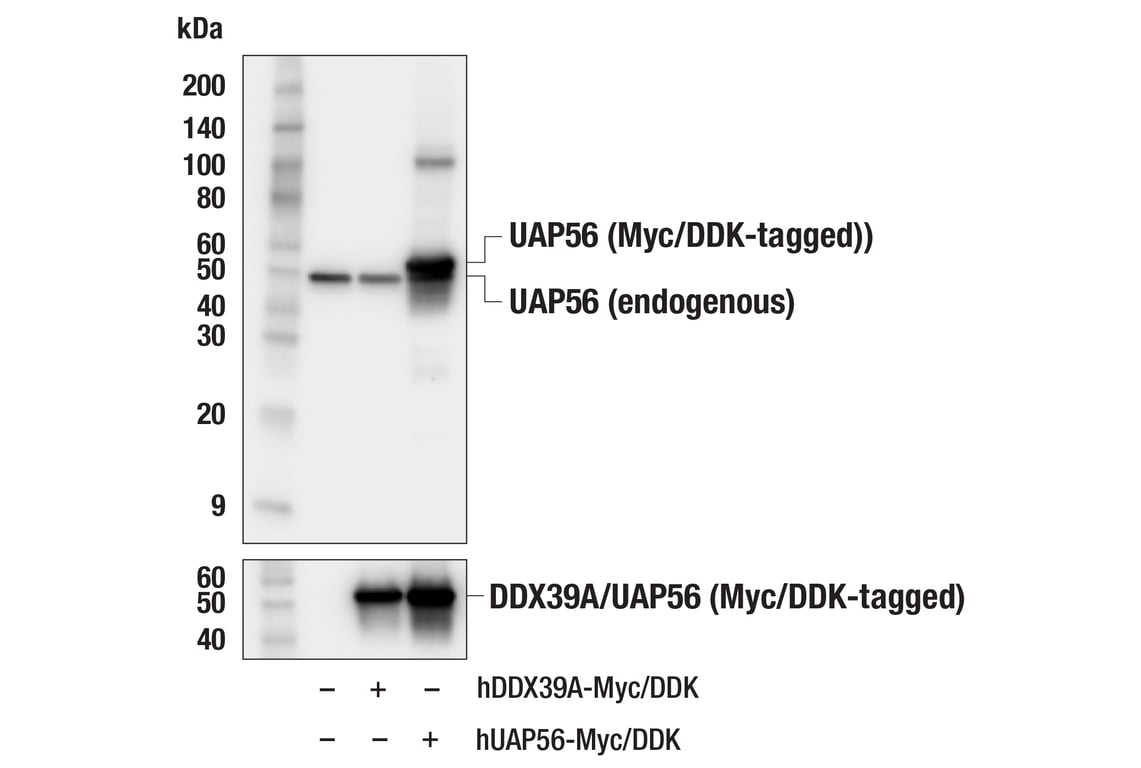 Western Blotting Image 2: UAP56 (E7W7M) Rabbit Monoclonal Antibody