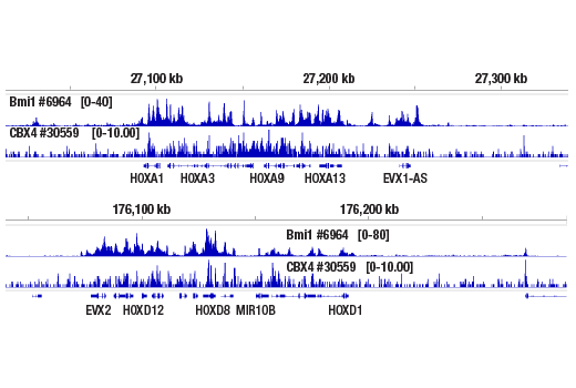 CUT & RUN Image 2: CBX4 (E6L7X) Rabbit Monoclonal Antibody