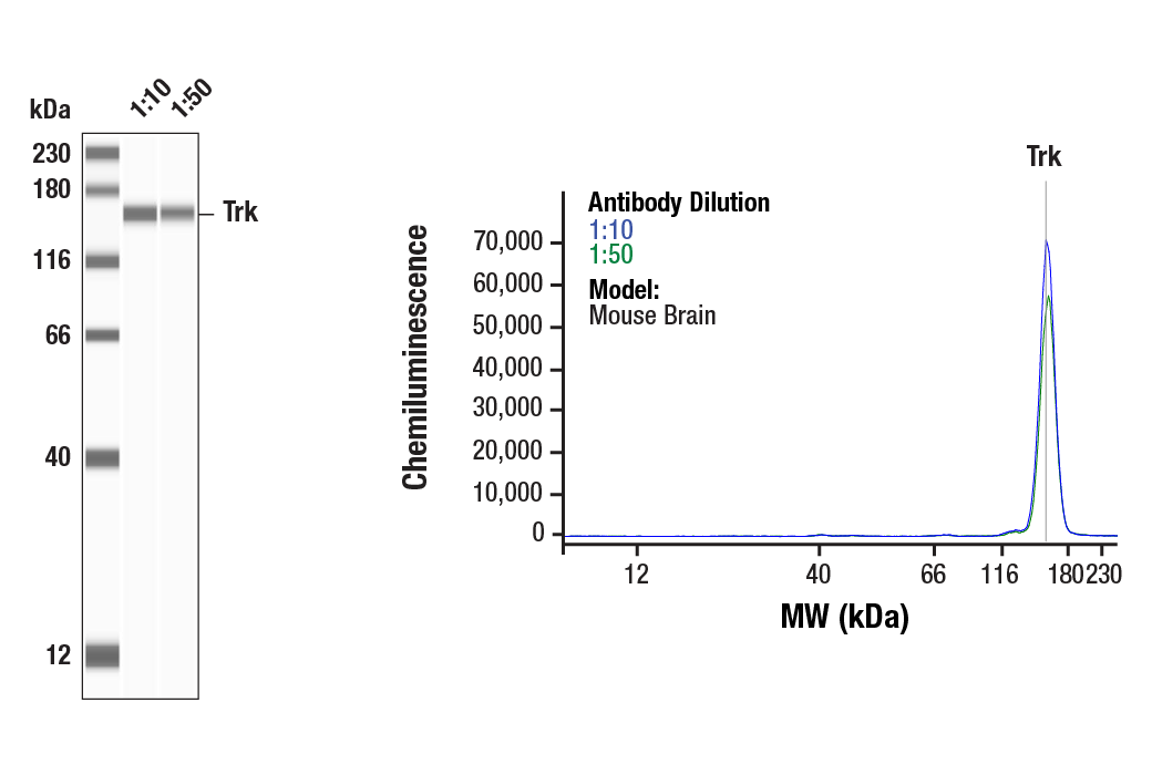 Western Blotting Image 1: Trk (pan) (A7H6R) Rabbit Monoclonal Antibody