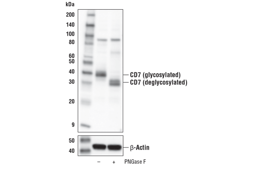 Western Blotting Image 3: CD7 Antibody