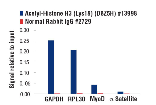 Chromatin Immunoprecipitation Image 3: Acetyl-Histone H3 (Lys18) (D8Z5H) Rabbit Monoclonal Antibody