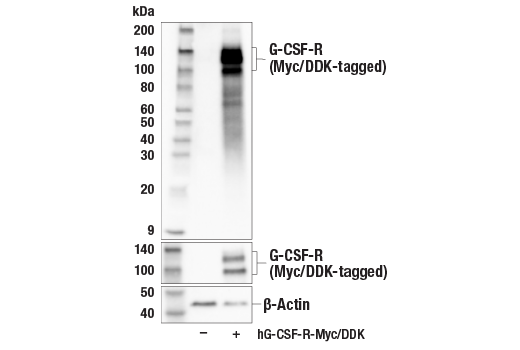 Western Blotting Image 2: G-CSF-R (E8E7D) Rabbit Monoclonal Antibody