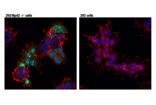 Immunofluorescence Image 1: Cas9 (<i>S. pyogenes</i>) (7A9-3A3) Mouse Monoclonal Antibody