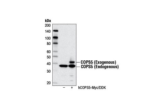 Western Blotting Image 2: COPS5 Antibody