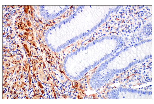 Immunohistochemistry Image 5: HSP20 (E6O7A) Rabbit Monoclonal Antibody