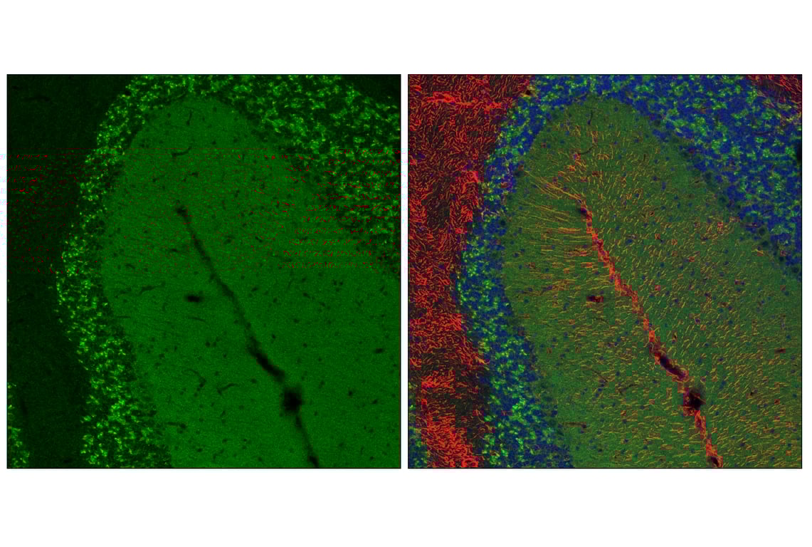 Immunofluorescence Image 1: TOM70 (E7E1M) Rabbit Monoclonal Antibody