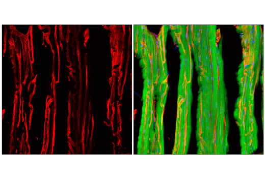 Immunofluorescence Image 3: Caveolin-1 (D46G3) Rabbit Monoclonal Antibody