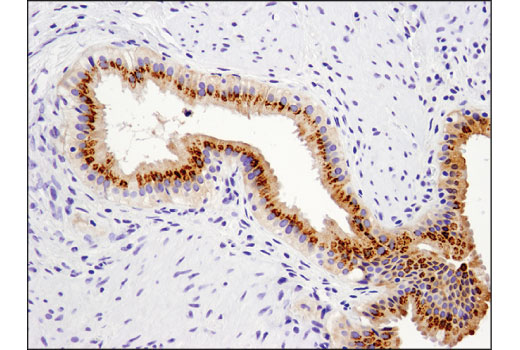 Immunohistochemistry Image 2: FGF19 (D1N3R) Rabbit Monoclonal Antibody