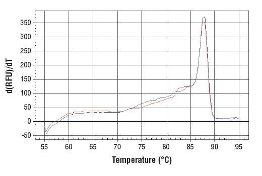 Chromatin Immunoprecipitation Image 1: SimpleChIP<sup>®</sup> Human β-Actin Promoter Primers