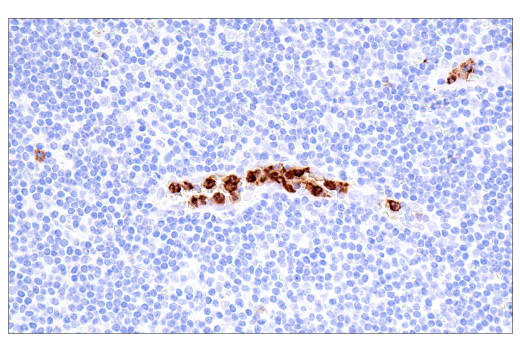 Immunohistochemistry Image 3: CD15/SSEA1 (MMA) Mouse mAb