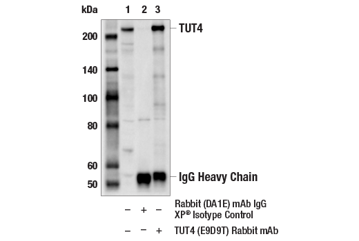 Immunoprecipitation Image 1: TUT4 (E9D9T) Rabbit Monoclonal Antibody