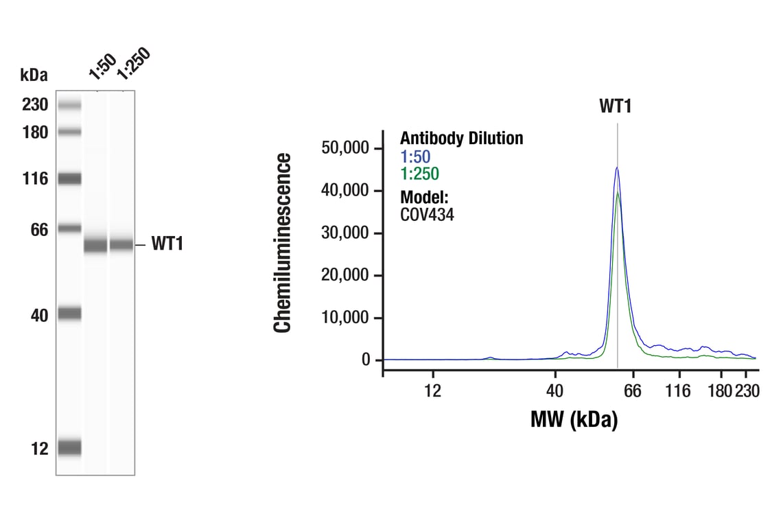Western Blotting Image 1: WT1 (F3T7B) Rabbit Monoclonal Antibody (Carboxy-terminal Antigen)