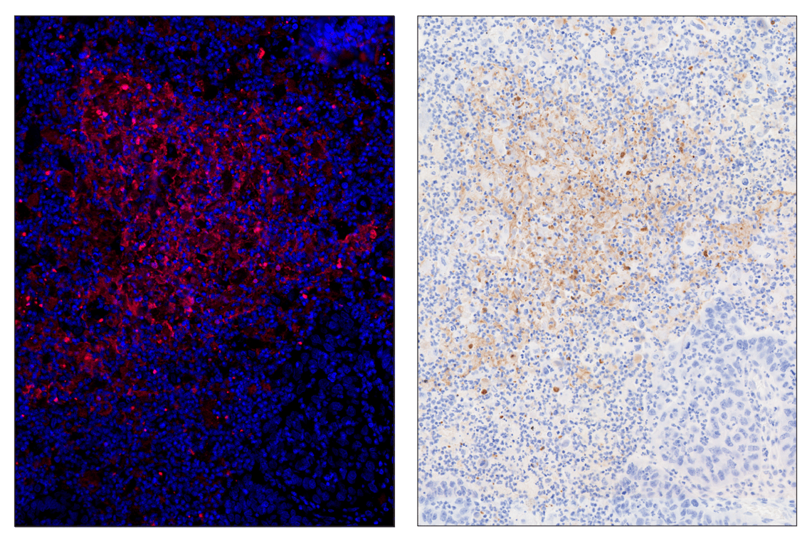 Immunohistochemistry Image 2: Citrullinated Histone H3 (Arg17) (E4O3F) & CO-0201-647 SignalStar<sup>®</sup> Oligo-Antibody Pair