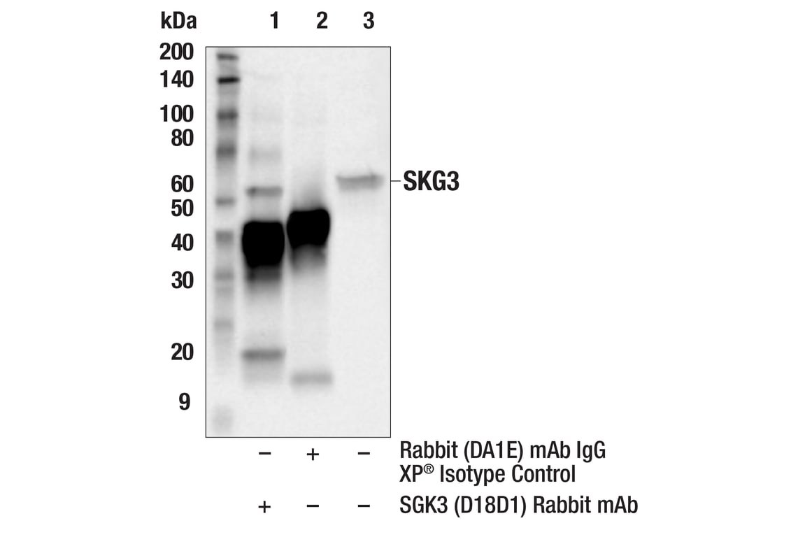 Immunoprecipitation Image 1: SGK3 (D18D1) Rabbit Monoclonal Antibody