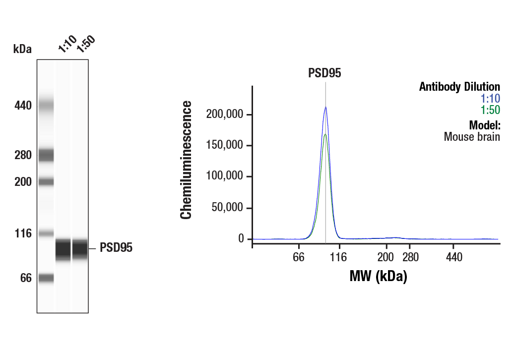 Western Blotting Image 1: PSD95 (D27E11) Rabbit Monoclonal Antibody