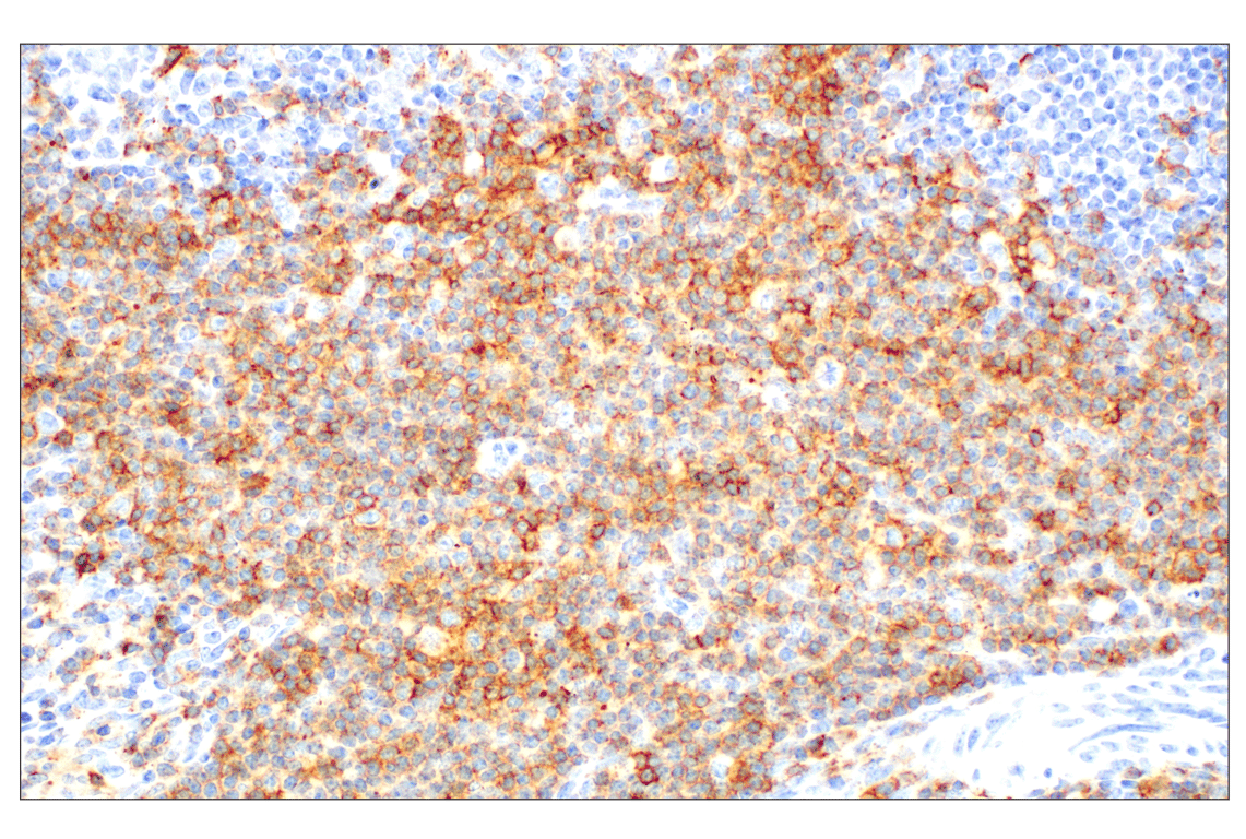 CD28 (D2Z4E) Rabbit mAb | Cell Signaling Technology