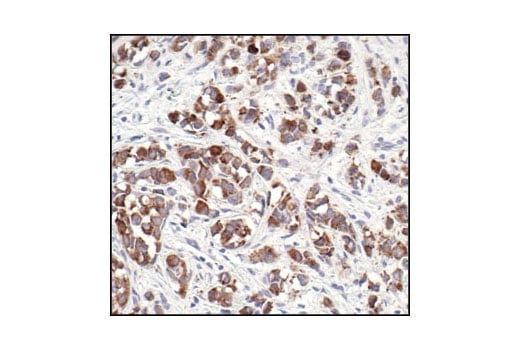 Immunohistochemistry Image 1: MUC1 (VU4H5) Mouse Monoclonal Antibody (BSA and Azide Free)
