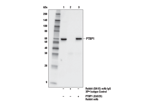 Immunoprecipitation Image 1: PTBP1 (E5O2S) Rabbit Monoclonal Antibody