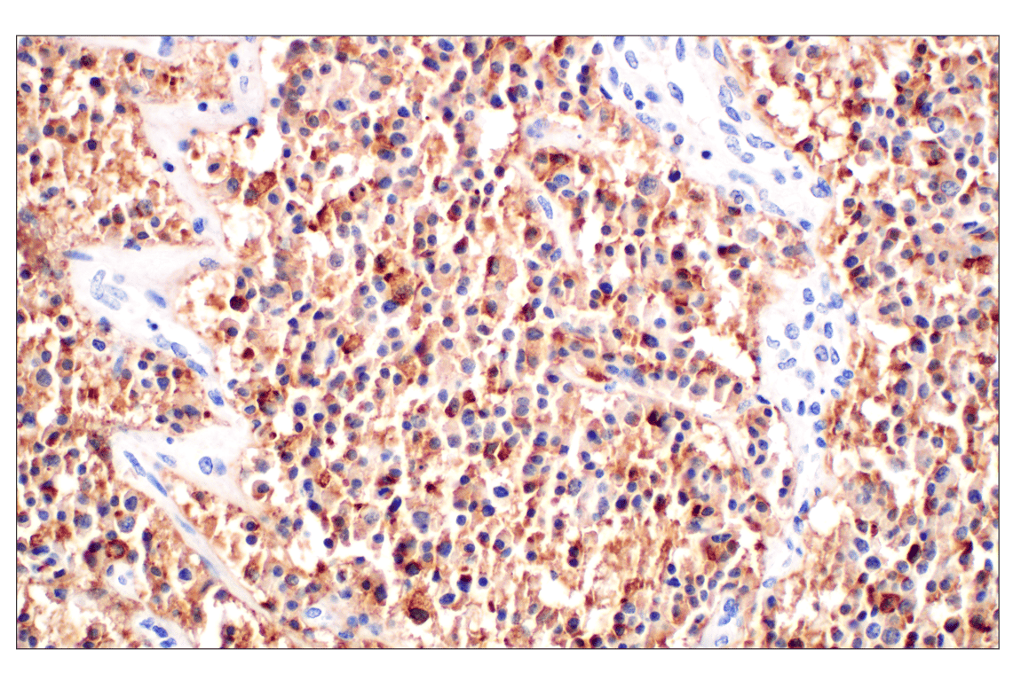 Immunohistochemistry Image 1: CHGA (F7D6H) Rabbit Monoclonal Antibody