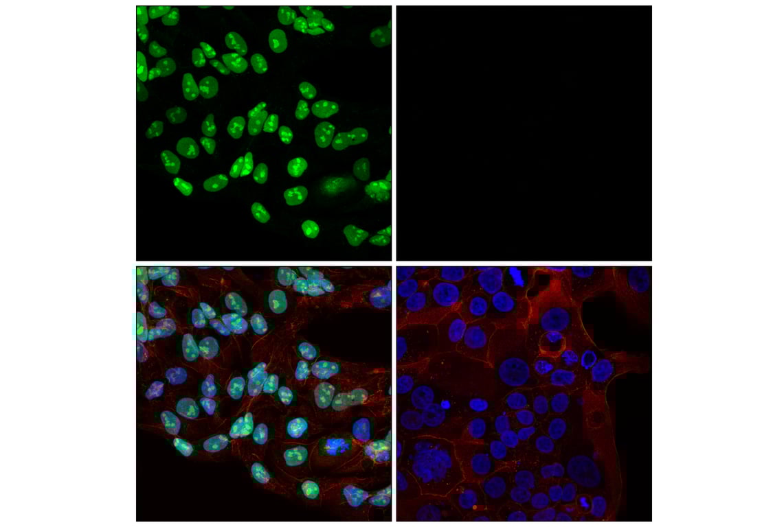Immunofluorescence Image 1: Basic FGF (E5Y6M) Rabbit Monoclonal Antibody