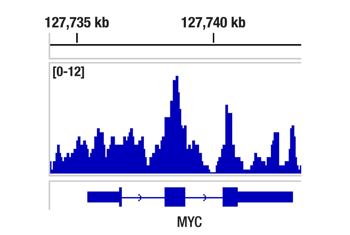 Chromatin Immunoprecipitation Image 1: BRD3 (E3D5N) Rabbit Monoclonal Antibody