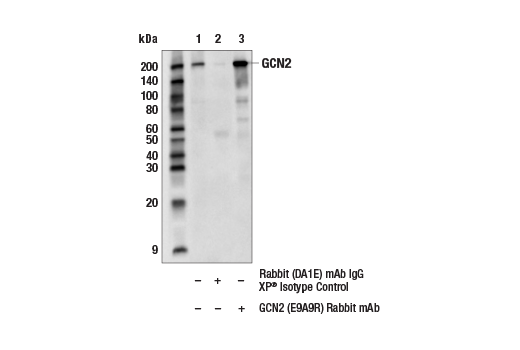 Immunoprecipitation Image 1: GCN2 (E9A9R) Rabbit Monoclonal Antibody