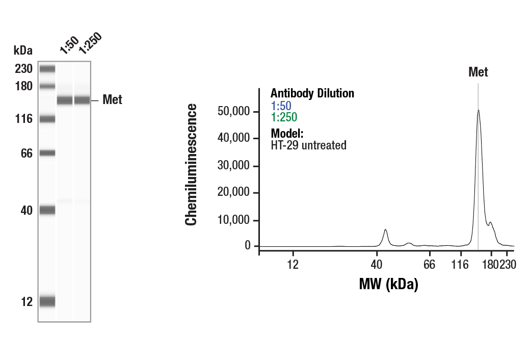 Western Blotting Image 1: Met (D1C2) Rabbit Monoclonal Antibody