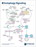 Autophagy Signaling diagram